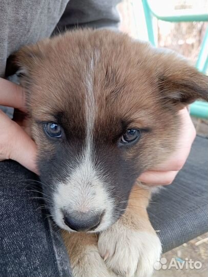 Продам щенков