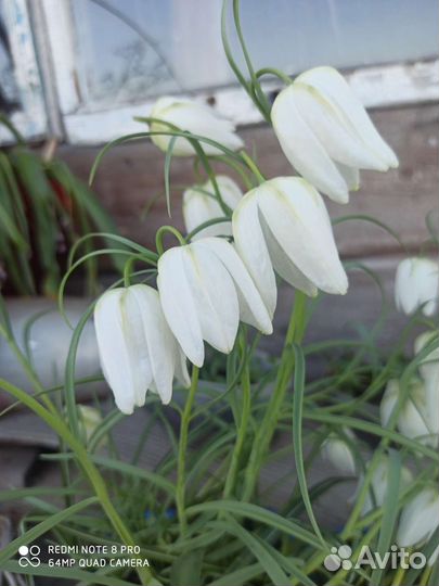 Рябчик белый