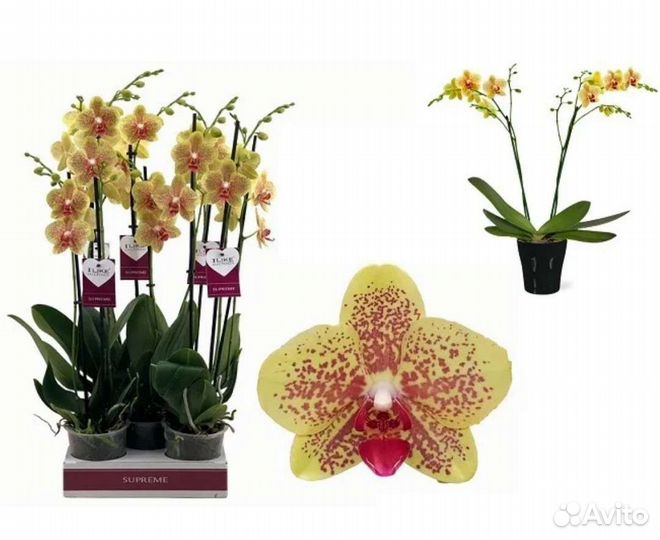 Подростки орхидей фаленопсис