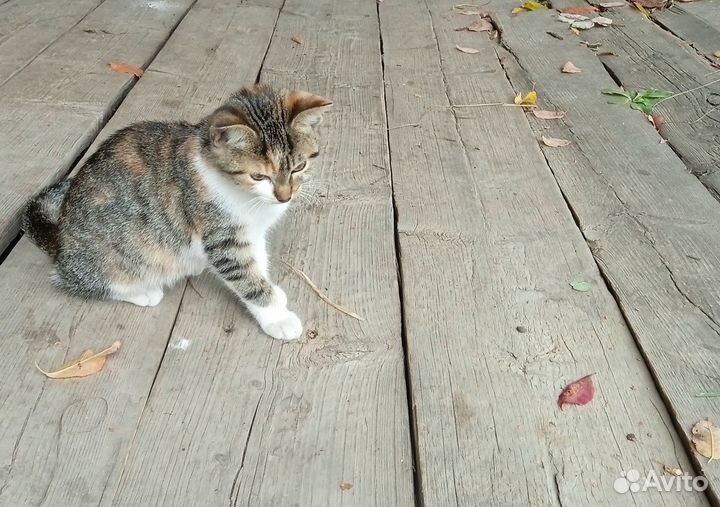 Отдам даром котёнка