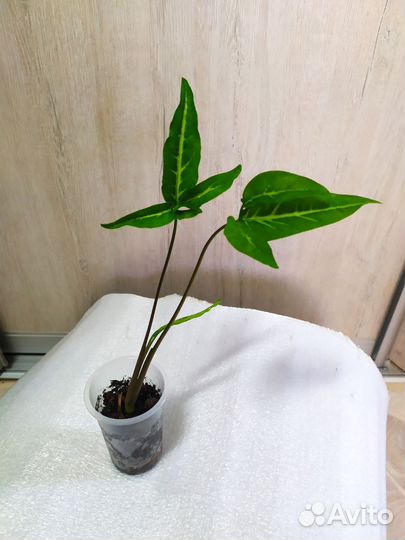 Сингониумы