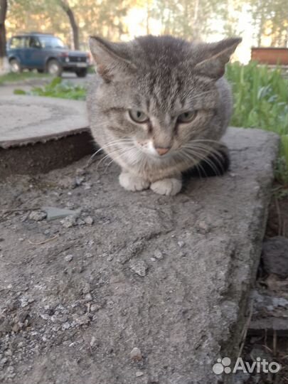 Кошки в добрые руки порода не известна