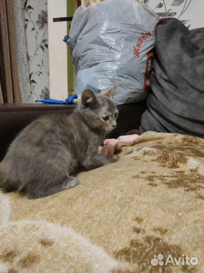 Котята в добрые руки приучены к лотку