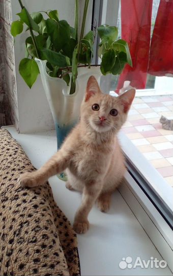 Котенок в добрые руки