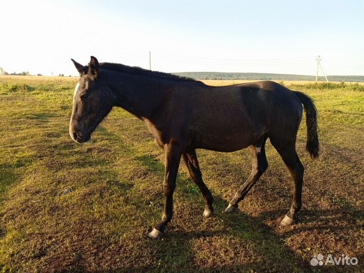Продам жеребчика