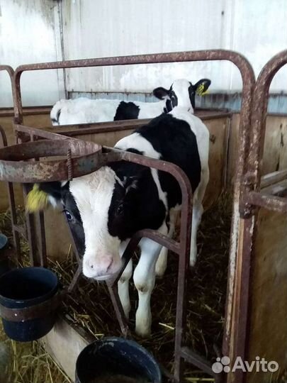 Бычки(Телята)