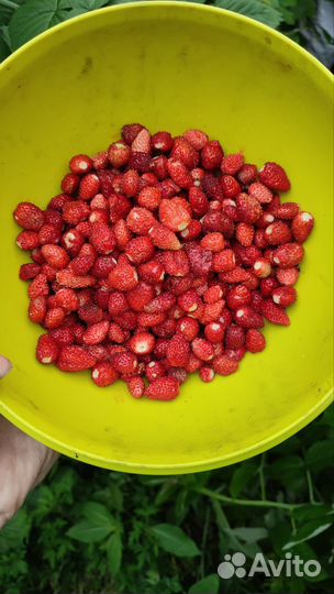 Земляника садовая