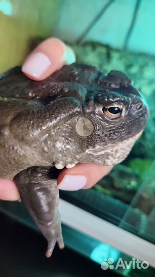 Колорадская жаба (Bufo alvarius)