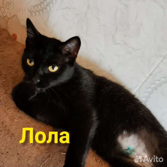 Кошка