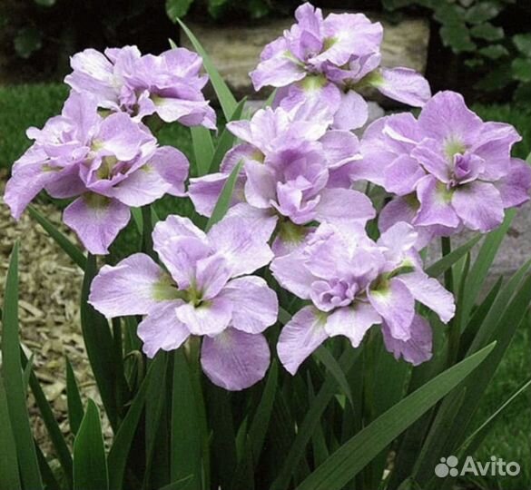 Ирисы Кито-но-Сейза, лилейники