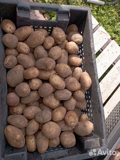 Продам картофель домашний