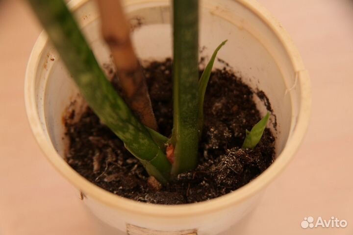 Сансевиерия Зейланика