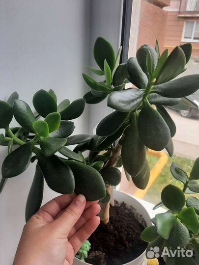 Красула толстянка (денежное дерево)