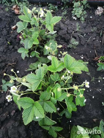 Клубника земляника