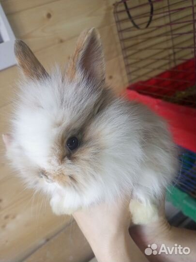 Декоративные кролики