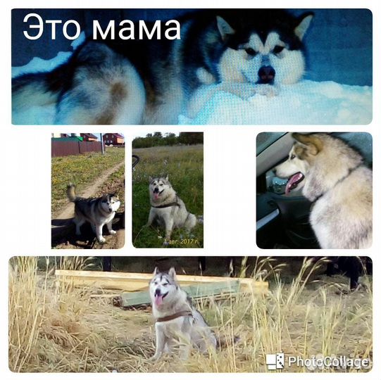 Вязка Аляскинский маламут