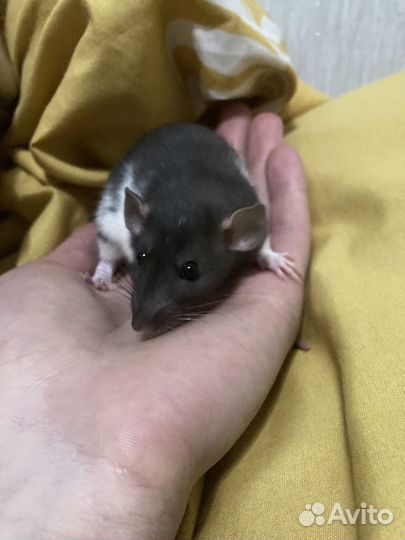 Декоративная крыса дамбо