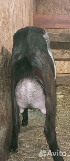 Коза дойная