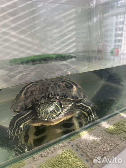 Красноухая черепаха