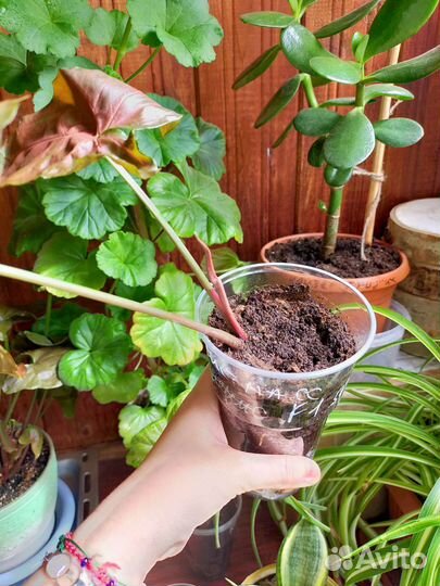 Сингониум Кристмасс