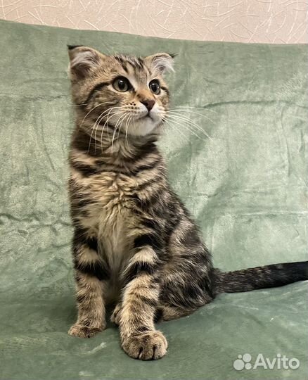 Котенок-мальчик