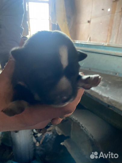 Щенок в добрые руки бесплатно