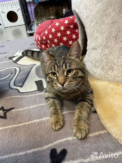 Кошка в добрые руки