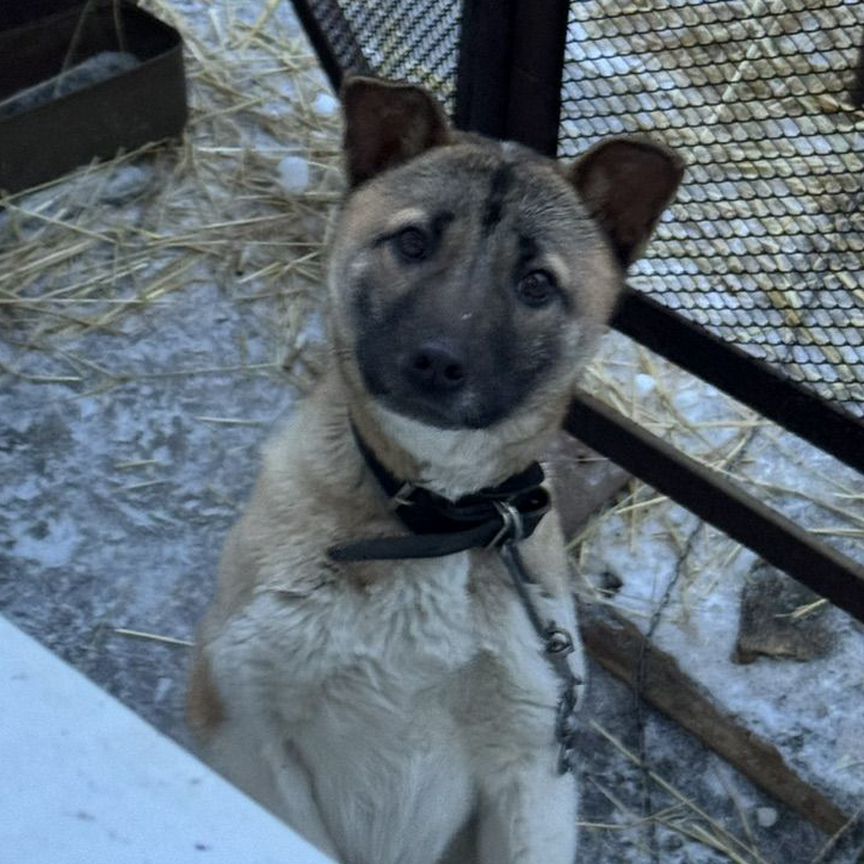 Щенок в добрые руки бесплатно