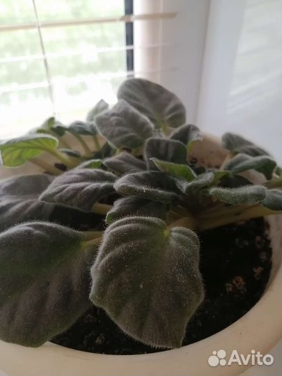 Фиалка розовая