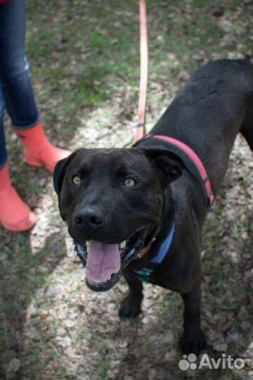 Питбуль в добрые руки бесплатно