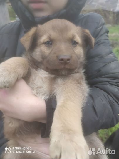 Щенки в добрые руки,отдам бесплатно