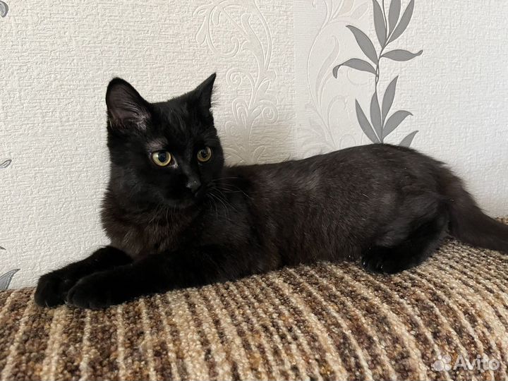 Отдаю кота