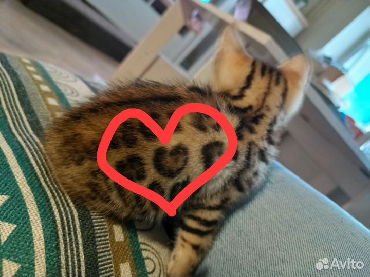 Бенгальский котик