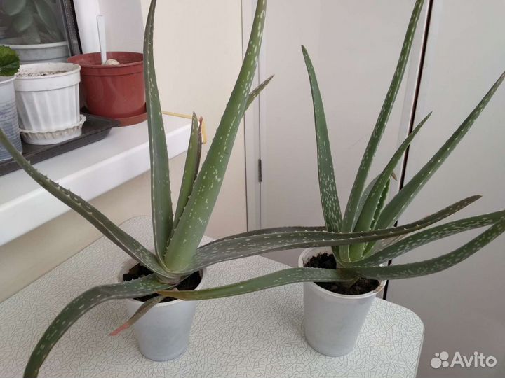 Алоэ, каланхоэ, золотой ус