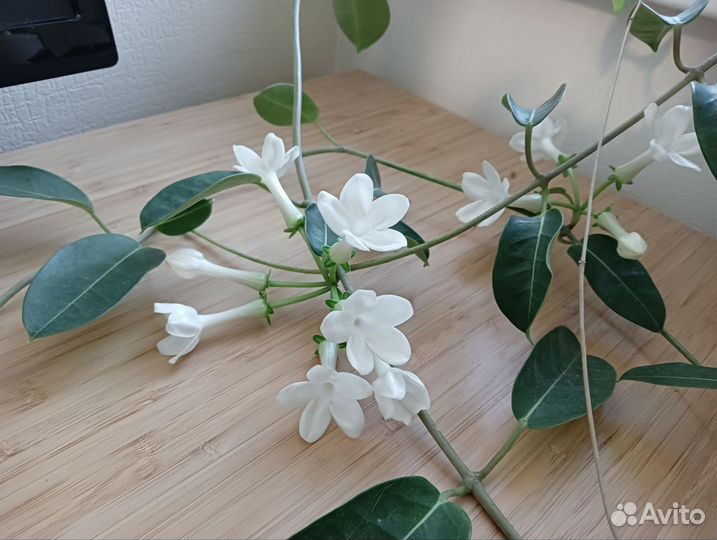 Черенки: Сансевиерия,Мирт,Стефанотис,Герань, Фикус