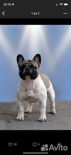 Вязка французкий бульдог