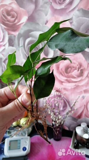 Фикус бенджамина