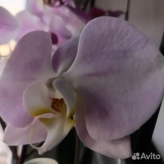 Дендробиум, фаленопсис