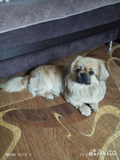 Вязка пекинес