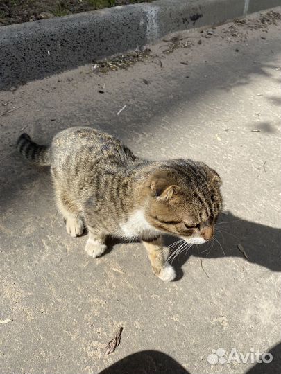 Шотландский вислоухий кот