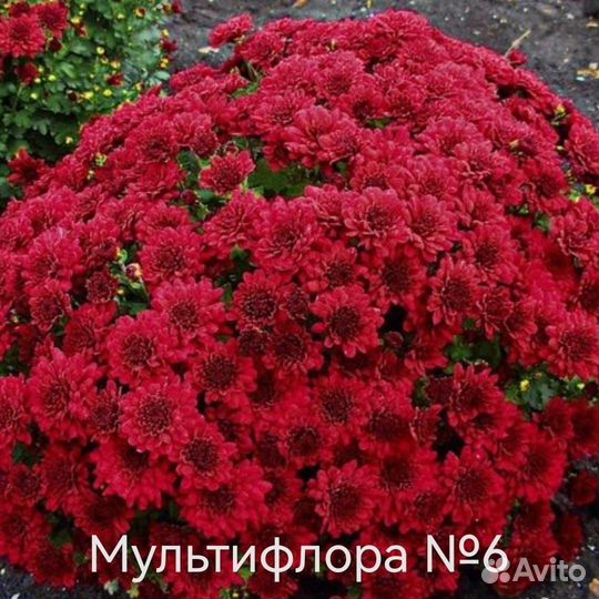 Хризантема мультифлора
