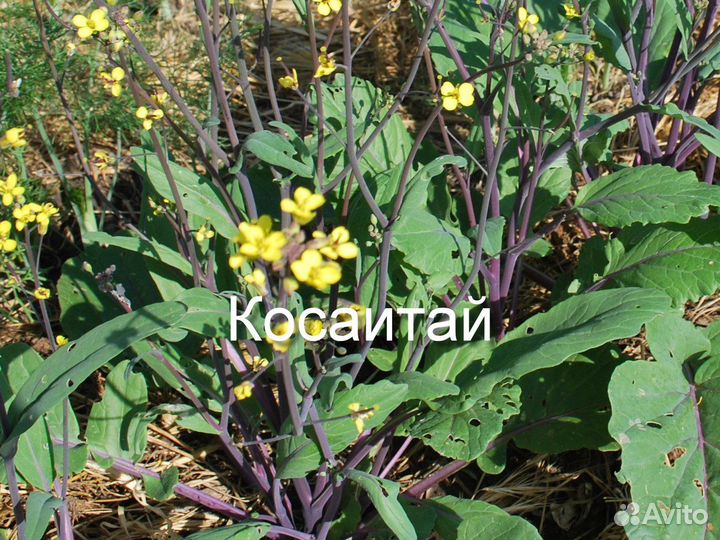 Капуста Косаитай, Мибуна, А-чой, Сычуаньская