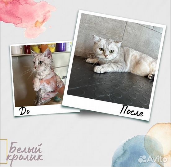 Студия груминга Белый Кролик