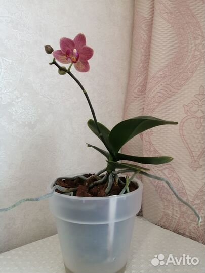 Орхидея фаленопсис
