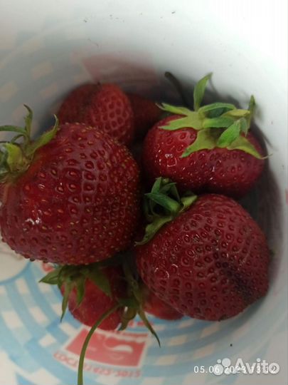 Саженцы клубники