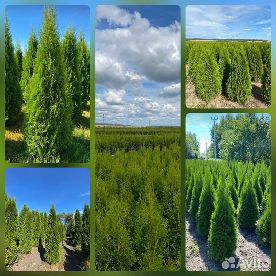 Туя Смарагд из питомника