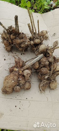 Георгины клубни