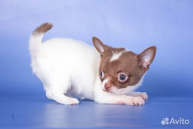 Щенки чихуахуа