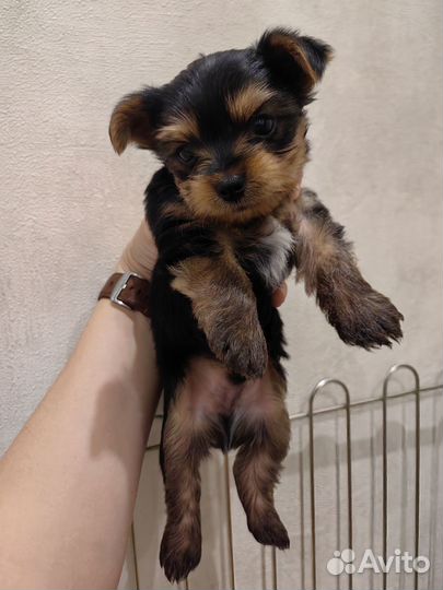 Йоркширский терьер щенки
