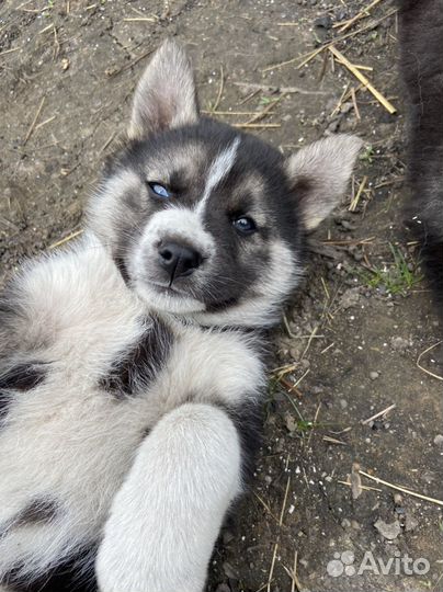 Щенки сибирской хаски